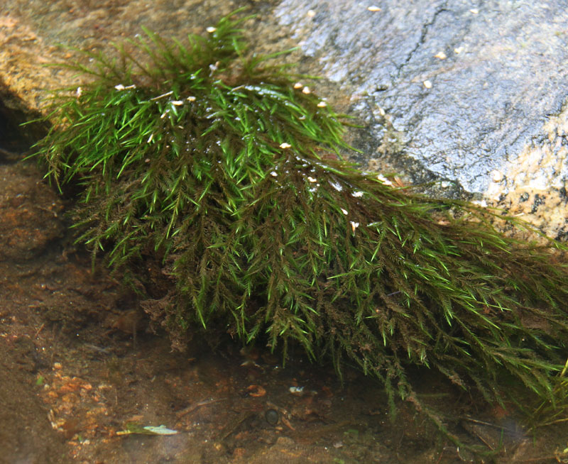 Fontinalis sphagnifolia